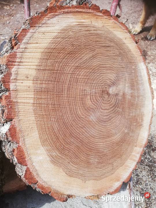 Pellet drzewny dębowy iglasty 6 8 Białystok podlaskie