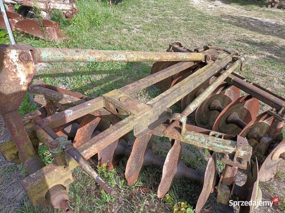 Brona Talerzowa Drzewica