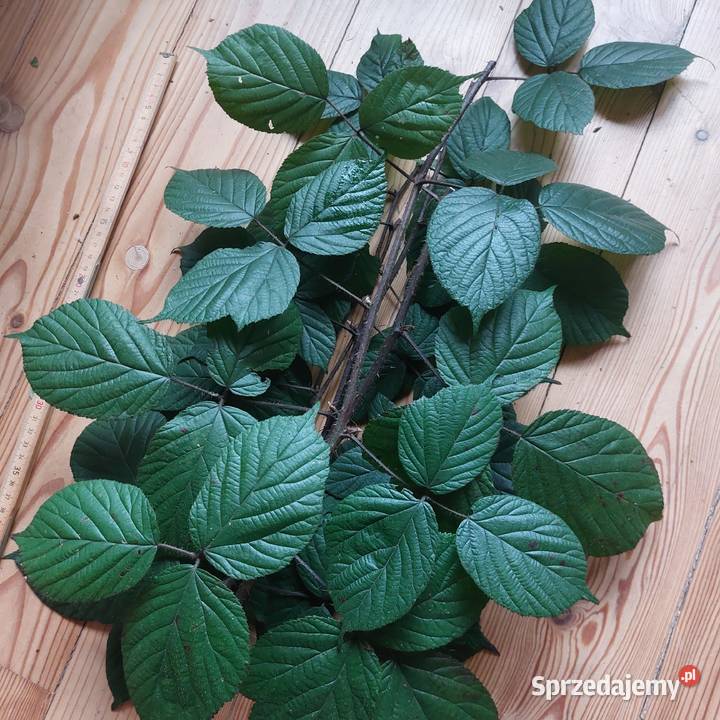 pędy z liśćmi jeżyna leśna Brodła sprzedam