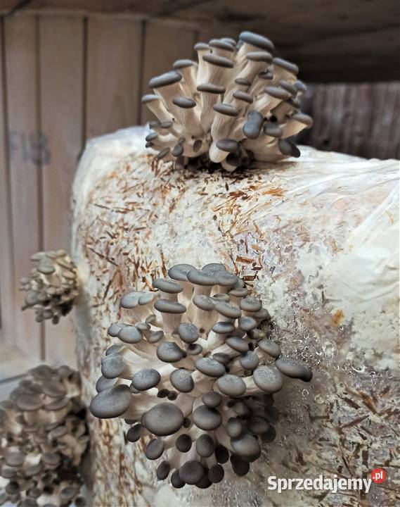 Grzybnia BOCZNIAKA duża kostka około 15 HIT śląskie Cieszyn