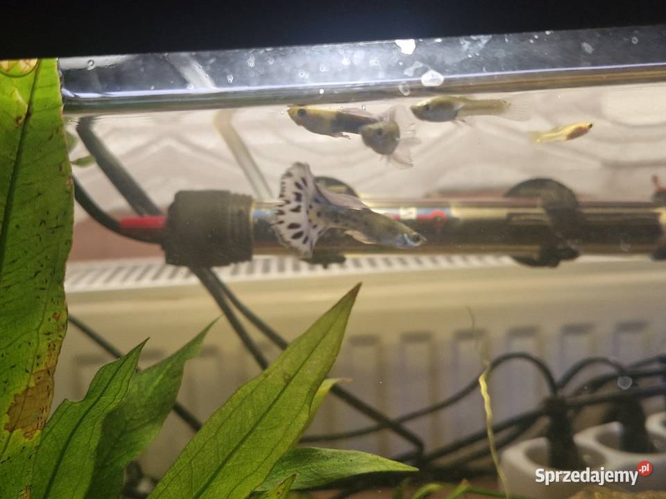 Gupiki WYSYŁKA Zawiercie