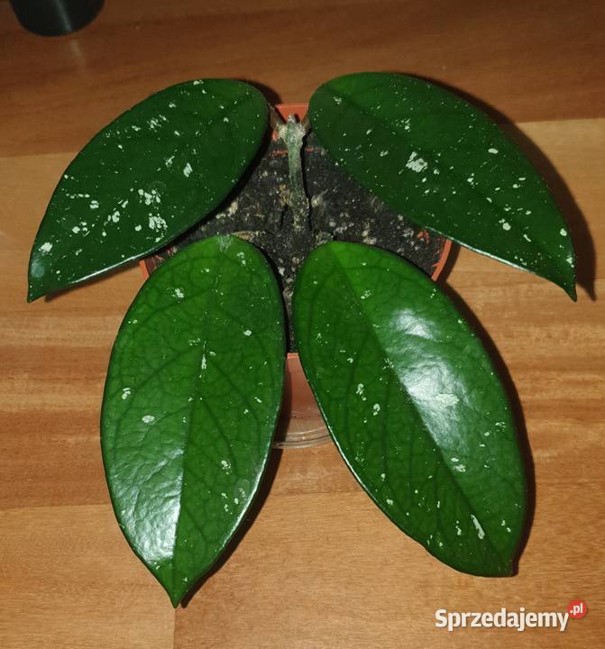 Hoya hoja kwiat rosnący Warszawa