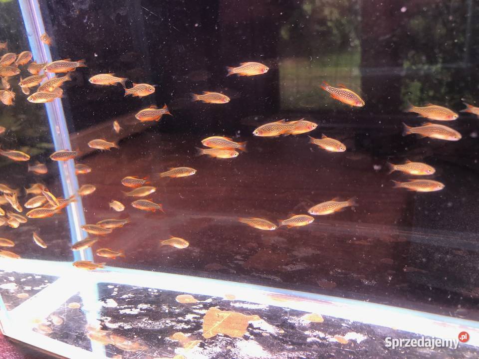 Rozbora Galaxy Danio Justynów
