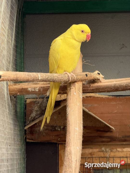 Papugi Aleksandretty obrożne ring neck zielony Księginice Małe sprzedam