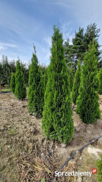 Tuja SzmaragdThuja Smaragd 220 i WYŻSZE SUPER Iglaste Ogród Warszawa