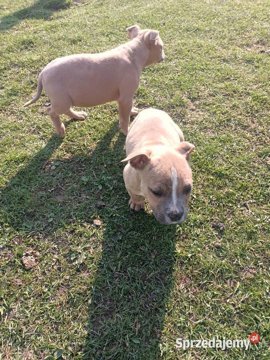 Amstaff staffordshire terrier