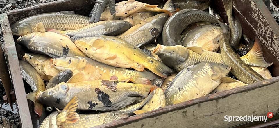 Karpie królewskie amury Pszczyna