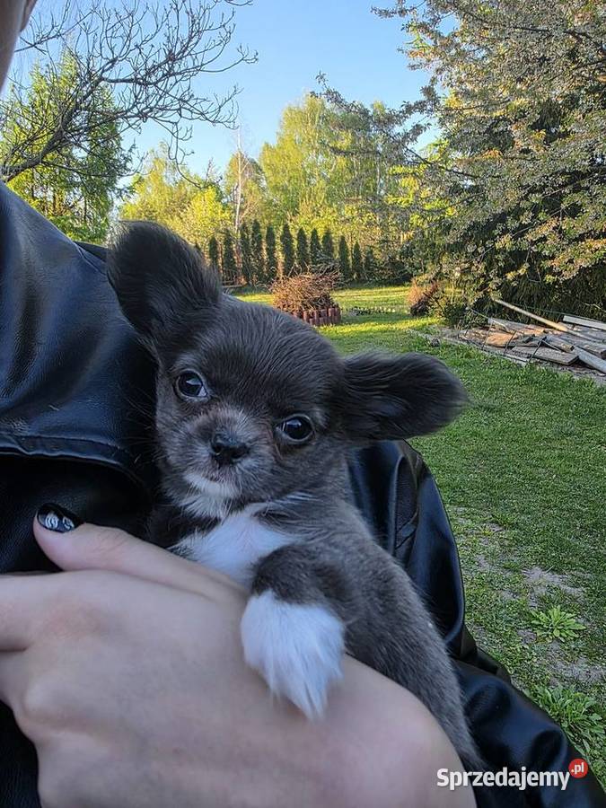 Chihuahua sunia długowłosa Łódź
