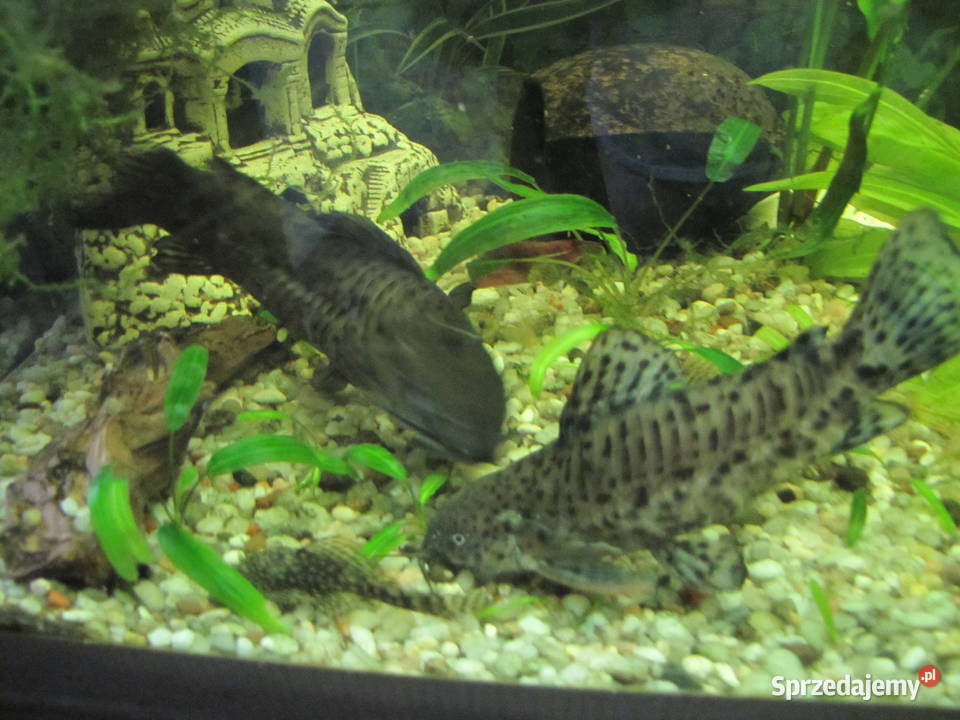 Kiryśniki czarnoplame sumy Toruń