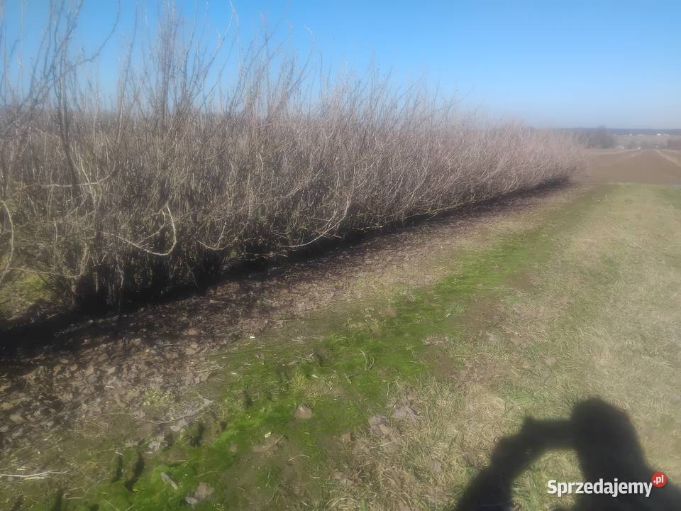 Podcinacz podkaszarka do porzeczek agrestu Kraśnik