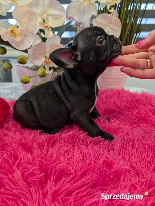 Buldog francuski suczka Olsztyn