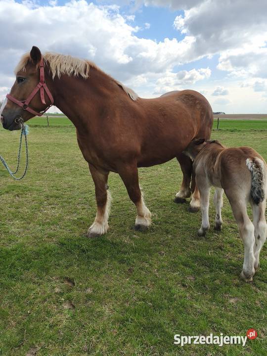 Klacze zimnokrwiste Konie Chełm