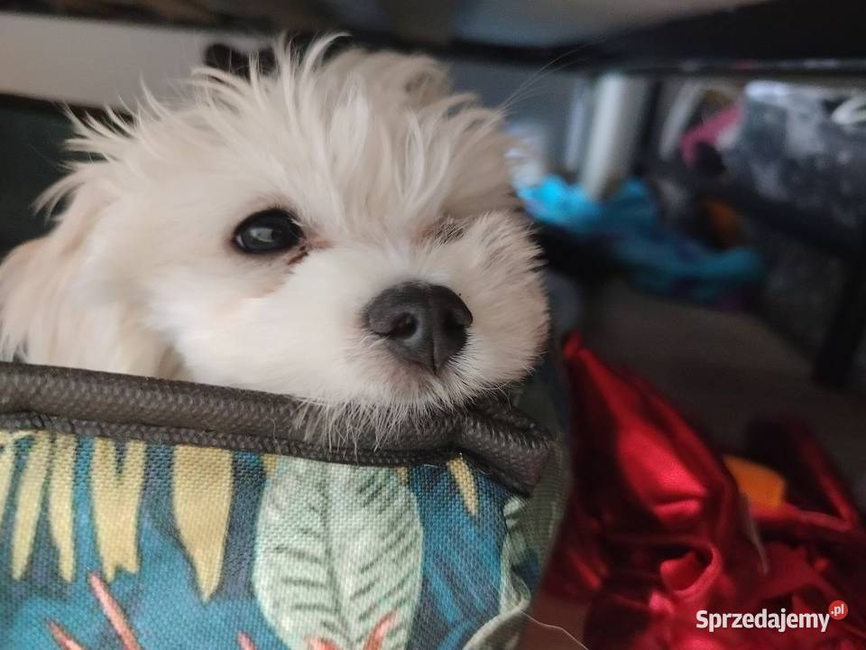 Szczeniak Maltańczyk na sprzedaż Działdowo