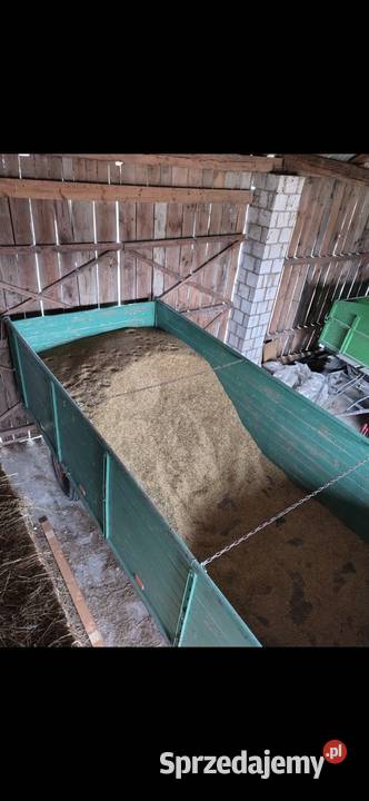 Owies jary 2025 lubelskie Krasnobród sprzedam