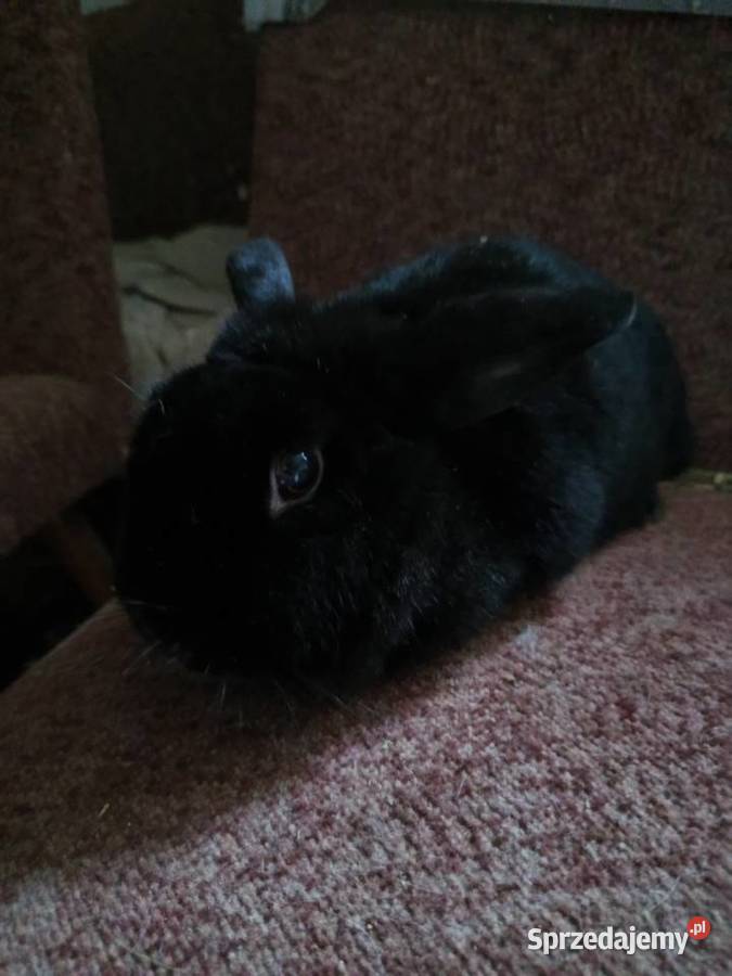 Królik miniaturka baranek Kopyść sprzedam