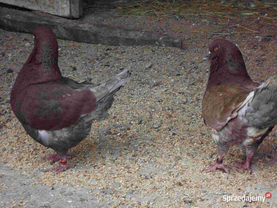 sprzedam gołebie Zwierzęta Podborze