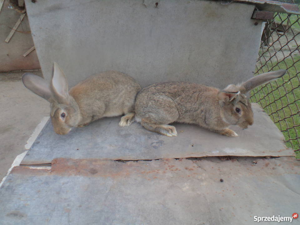 Sprzedam młode króliki belgijskie kujawsko-pomorskie Ciechocin