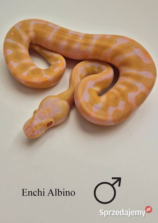 Pyton królewski Enchi Albino samiec Golub-Dobrzyń sprzedam