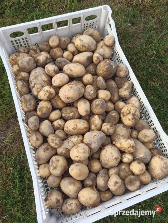 Warzywa ogórki pomidory cebula koper fasolka Kaniwola