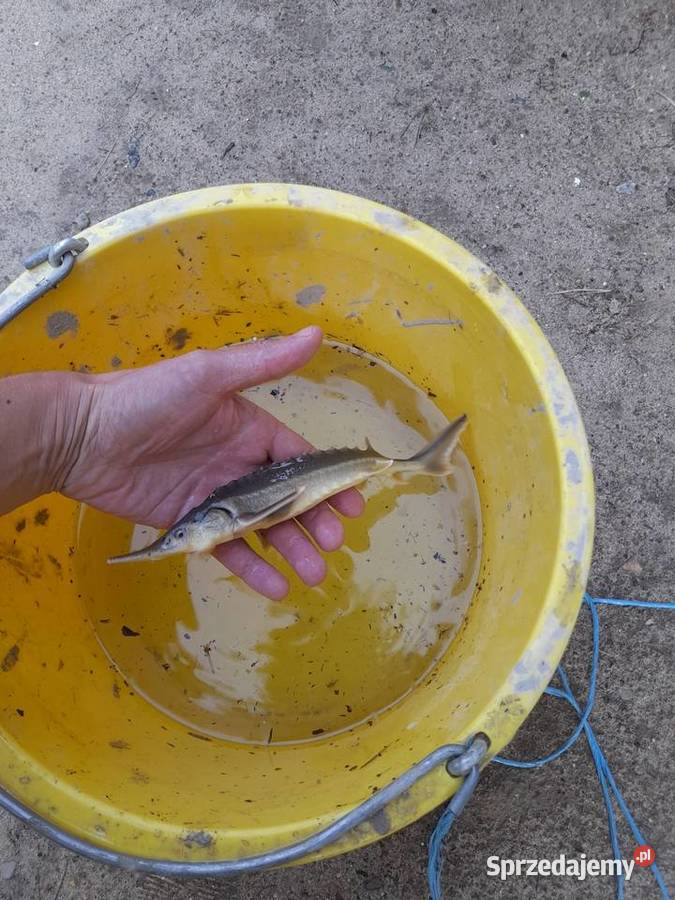 Żywe ryby węgorzamurokoń pstrąg jesiotrkaraś Zwierzęta wielkopolskie