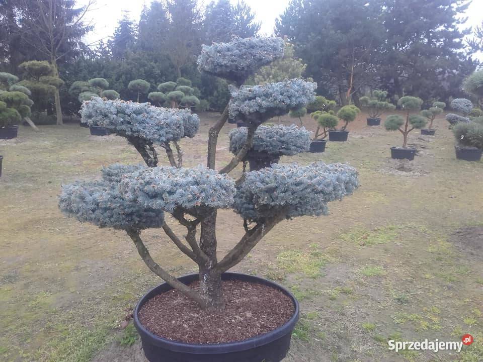 Drzewa Krzewy Rosliny Formowane Na Bonsai Tarnów