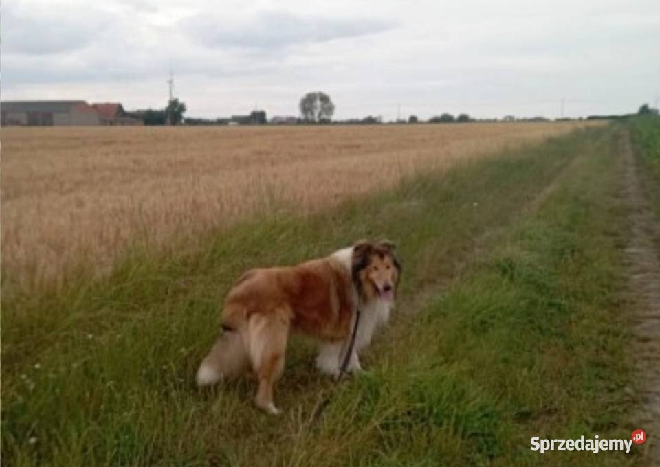 Pies Owczarek Szkocki Collie Koźmin Wielkopolski sprzedam