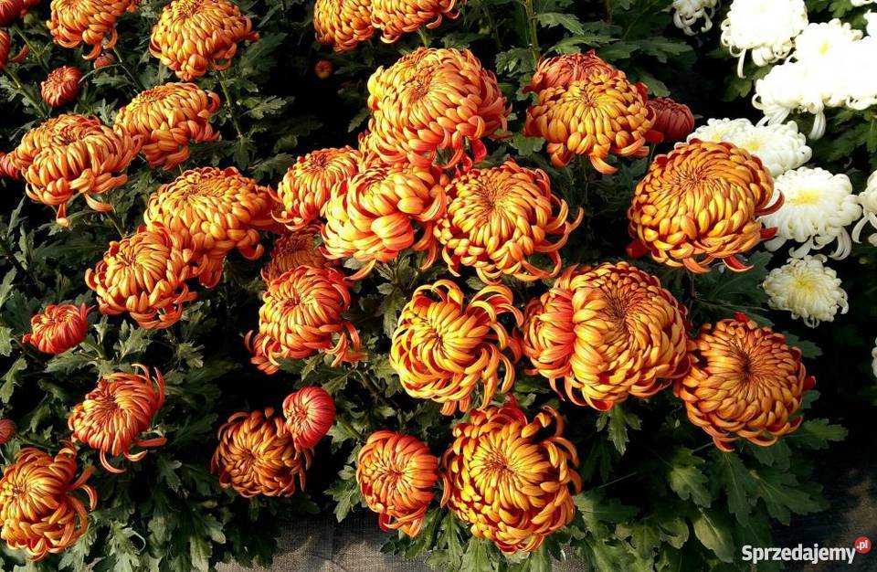 Chryzantemy szlachetne sterowane Zawichost sprzedam