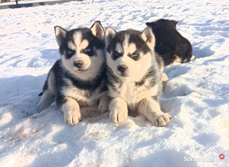Szczeniaczki Siberian husky z elitarnym sprzedam