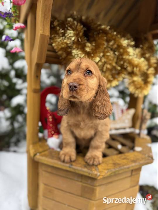 Jedyny taki Śliczny piesek Cocker Spaniel Łódź