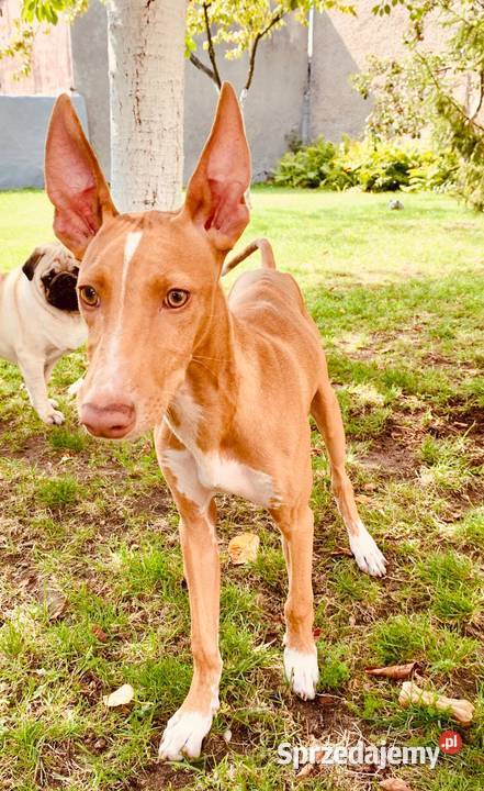 Chart sycylijski ostatni szczeniak Radzionków