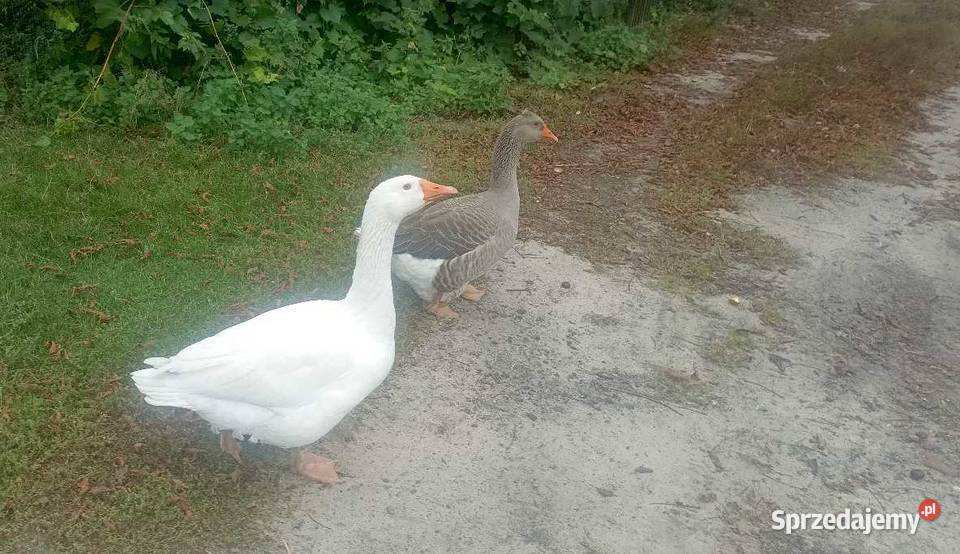 Sprzedam gęsi na naturalnej paszy Kutno sprzedam