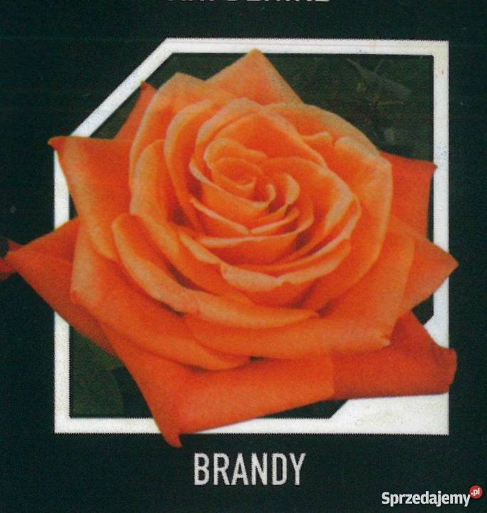 sadzonki róż RÓŻE HURT mazowieckie Radom