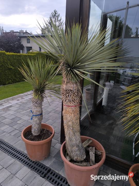 palma yucca rostrata Produkcja roślinna śląskie Pszczyna