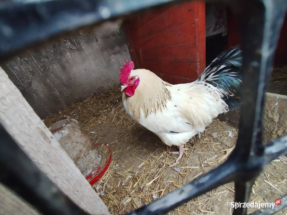 Koguty wiejskie duże kujawsko-pomorskie Żnin sprzedam