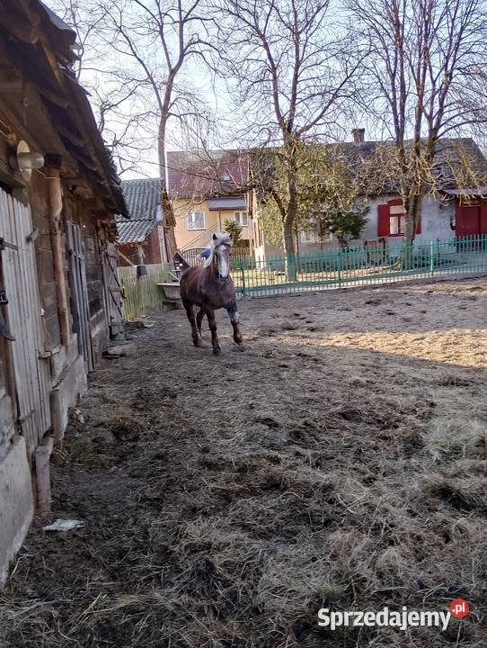 Źrebak Długosiodło