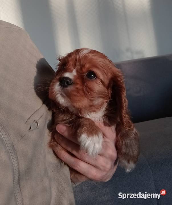 Cavalier King Charles Spaniel Ruby 2026 Psy Częstochowa