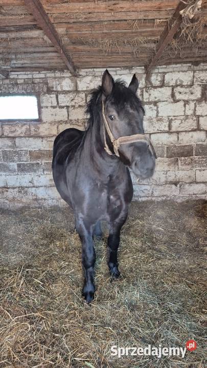 Sprzedam spokojna kara Ostrów Lubelski