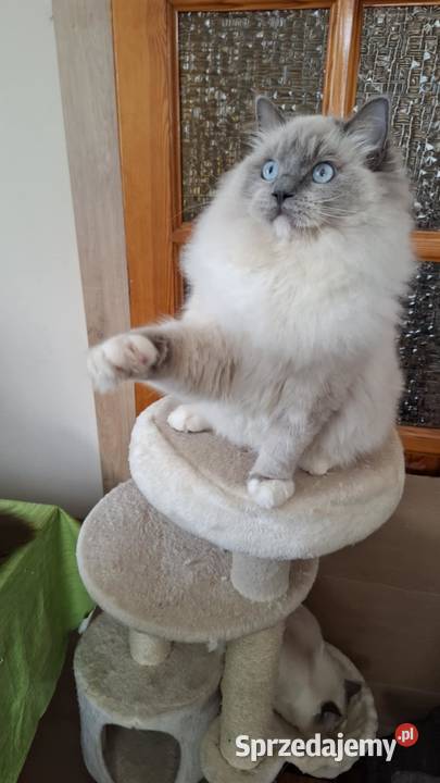 Ragdoll piękny kocur hodowlano wystawowy Bielsko-Biała