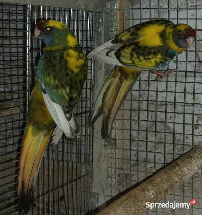 Rozele królewskie Wodzisław Śląski