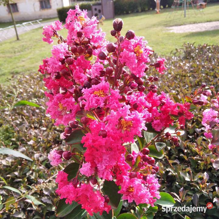 Lagerstroemia indyjska bez południa najdłużej Rośliny śląskie