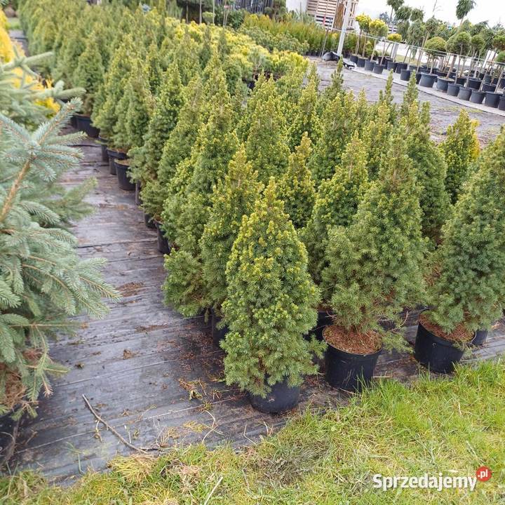 Świerk Biały Conica Picea Glauca C5 6080 Detal Grójec