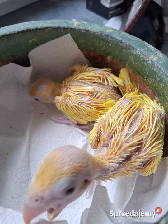 aleksandretty obrożne młode ręcznie karmione Bytom