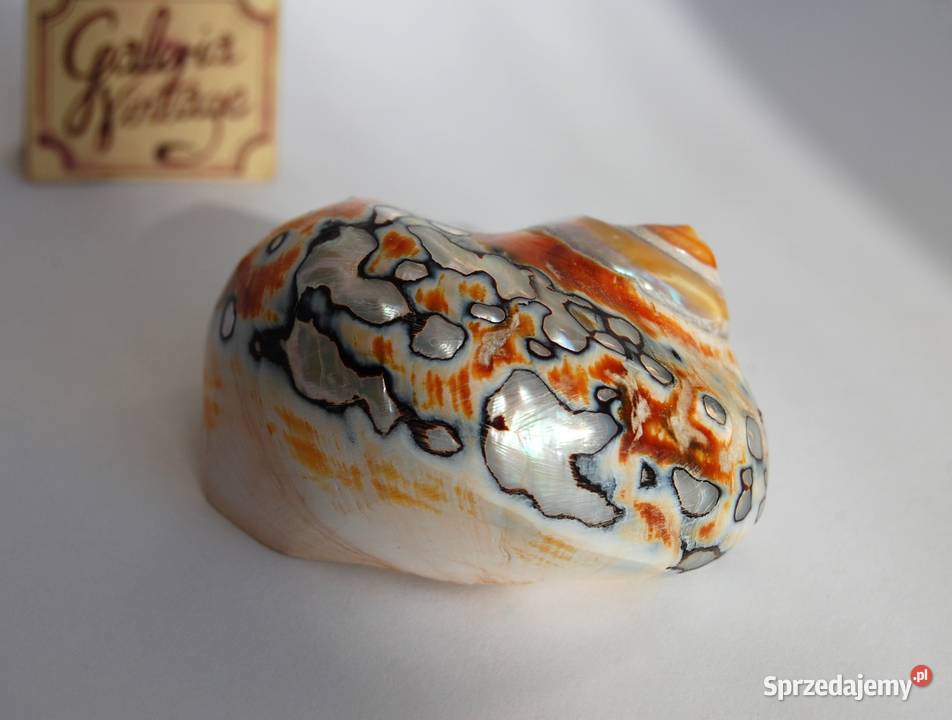 Muszla morska perłowaTurbo sarmaticus turban 7 Lublin