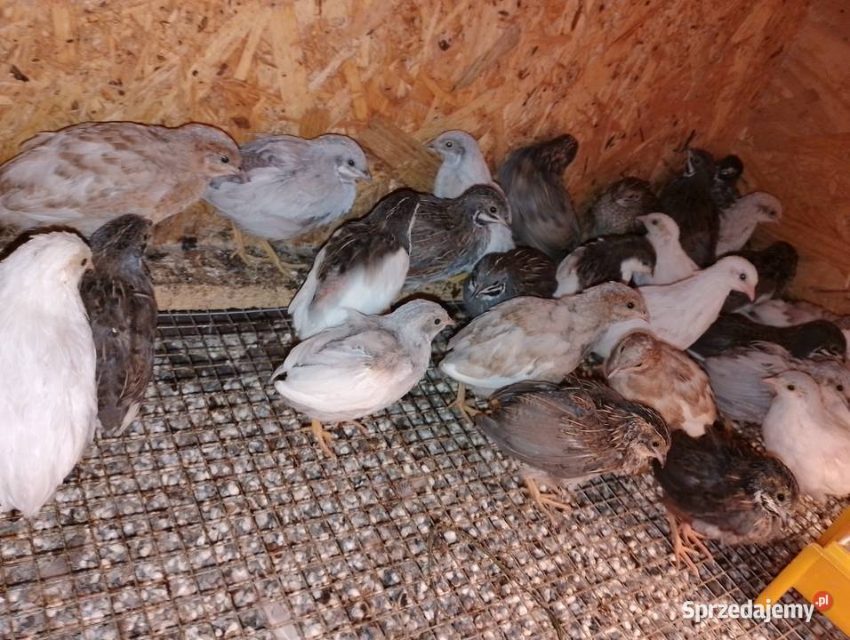 Przepiórki chińskie sprzedam