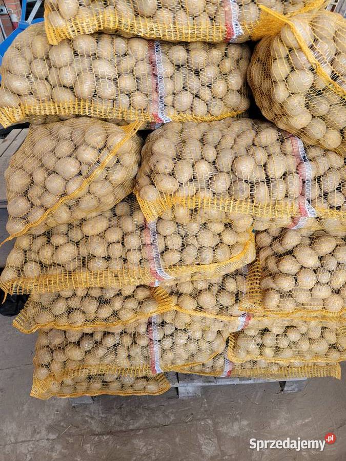 Ziemniaki lillyDenar jelly corina Rośliny okopowe Zduńska Wola