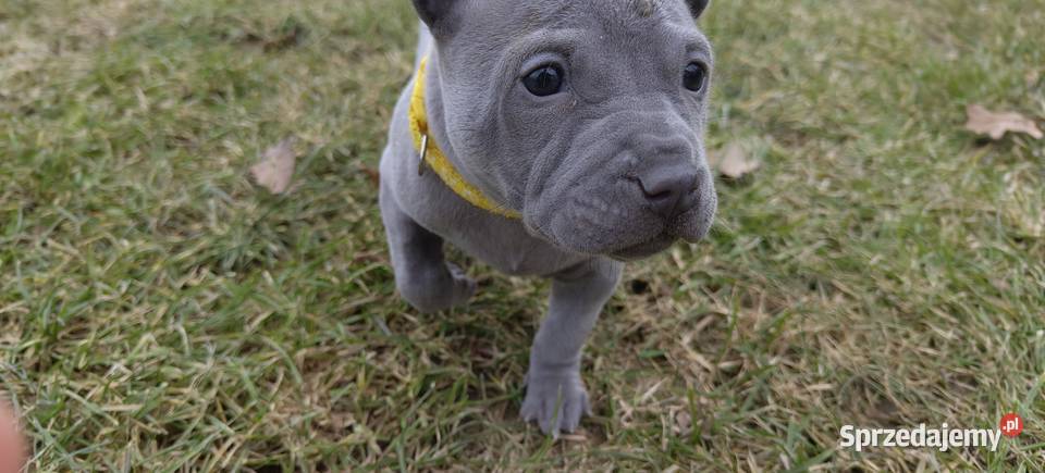 Thai Ridgeback Dog szczenięta Tarnów