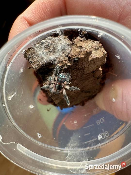 Typhochlaena seladonia L2 10sztuk małopolskie Kraków