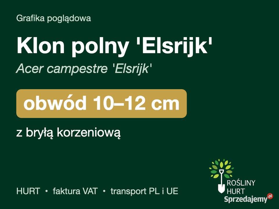 Klon polny Elsrijk Acer campestre obwód 1012 z
