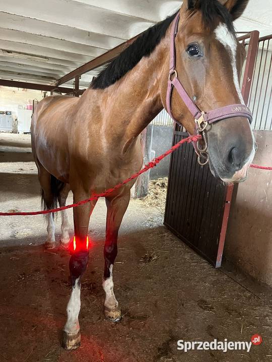 Lumaflex Essential DUO Horse Human Zestaw 3 podlaskie Janowo