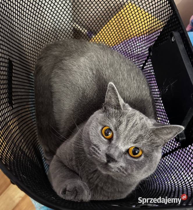 Kot Brytyjski British Shorthair Warszawa